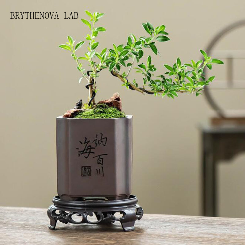 Chinese Style Purple Clay Bons - огляд і ціна Bonsai Garden Europe
