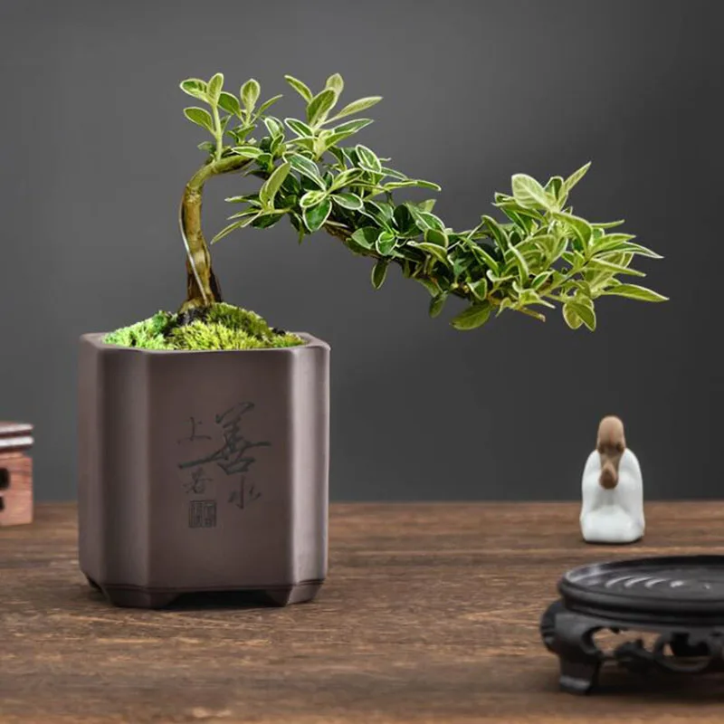 Chinese Style Purple Clay Bons - огляд і ціна Bonsai Garden Europe