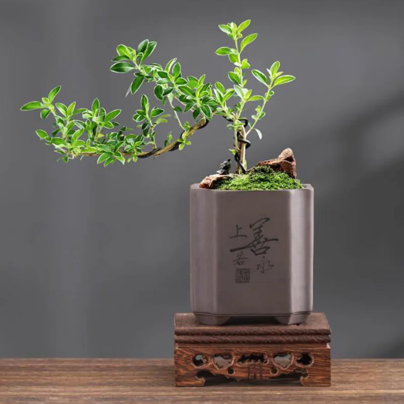 Chinese Style Purple Clay Bons - огляд і ціна Bonsai Garden Europe