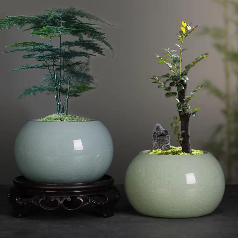 Asparagus Fern Plant Pot Flowe - огляд і ціна Bonsai Garden Europe