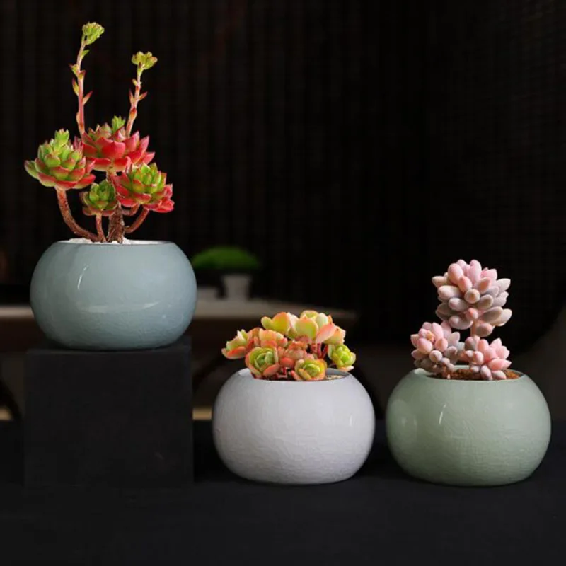 Asparagus Fern Plant Pot Flowe - огляд і ціна Bonsai Garden Europe