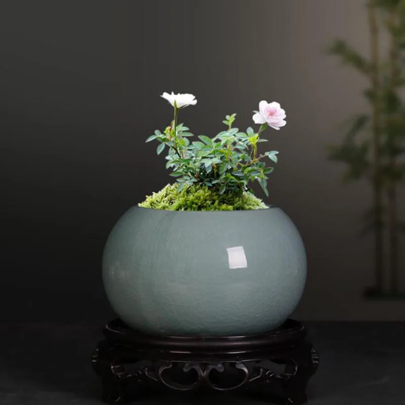 Asparagus Fern Plant Pot Flowe - огляд і ціна Bonsai Garden Europe