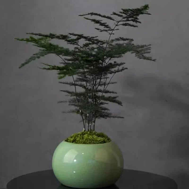 Asparagus Fern Plant Pot Flowe - огляд і ціна Bonsai Garden Europe